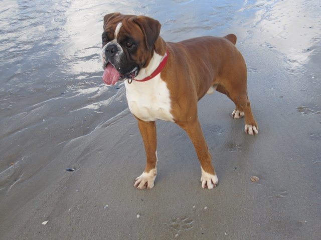 Felix à Ouistreham